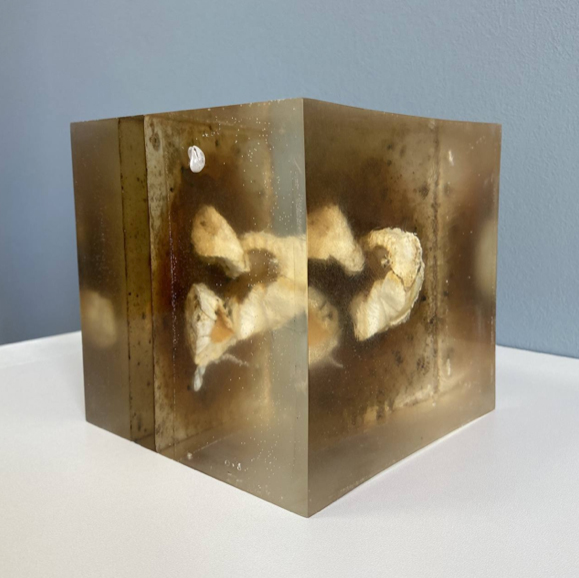 Reality. Serie Conservation