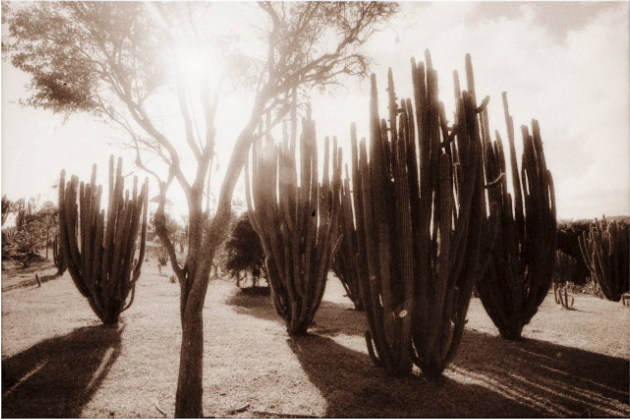 Cáctus Botanical Garden in Pilón, Granma
